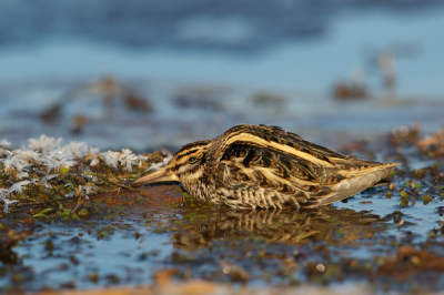 Vanochtend bij wijze van verjaardagstractatie nog een keer naar o.a. de Bokjes geweest. Deze zat lastig in een soort geul - maar na lang tijgeren was ik eindelijk dichtbij. Als er een eindje verder wandelaars langskwamen ging 'ie direct in de 'drukkende houding' (zoals te zien op deze foto), soms tot wel 10min nadien. Als 'ie dacht dat de kust echt weer veilig was, sloeg hij weer aan het fourageren....
Ik zat me vorige week in Duitsland op te vreten over alle fotomomenten die ik meende te missen, maar gisteren en vandaag ben ik ruimschoots aan mijn trekken gekomen  ;-)(veel meer op mijn blog). Groet, Hans