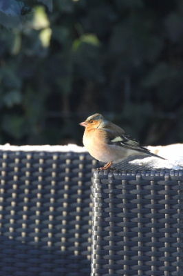 Deze vink scharrelde wat rond in de buurt. Vanochtend zat hij steeds op het schuurdak bij de buren. Toen opeens in mijn tuintje.