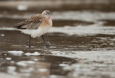 We waren bezig een met een bonte strandloper toen deze ineens naast ons neer streek op het kleine strandje naast de golfbreker. Gr, Ben