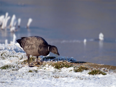 In de waterleidingduinen van Castricum lag nog n van de waterbekkens open. Een mooie verzamelplaats van vele eenden en ganzensoorten. 
Deze eenzame  rotgans zat  rustig te fourageren en stoorde zich aan niemand.