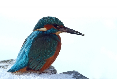 Heb de foto geopend in photoshop cs2.
Histogram nog iets naar links getrokken.
In color balance de shadows,midtones en highlights aangepast.
Rood -4 en Blauw -3 in alle drie.
En het contrast +2 gegeven.

Ik heb dit vogeltje zelf nog nooit gezien,ken hem alleen van foto's.
Denk dat hij er zo behoorlijk uitziet.