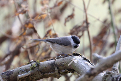 Achter restaurant de Bokkendoorns in Zuid Kennemerland liggen 2 kleine plassen half in de duinen/bos. Waar het in de winter altijd stikt van mezen, slobeenden, kuifeenden ect.

Leuke plek om veel verschillende vogels.
Helaas dat het ook het enige stuk in die omgeving is waar mensen hun honden uitlaten, oppassen dat je niet misstapt.