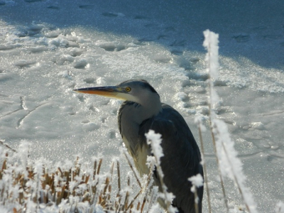 Langs een sloot deze mooie reiger op de foto kunnen nemen totdat ie weg vloog