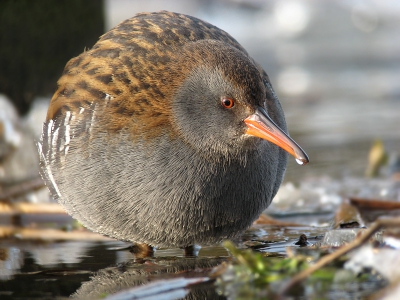 Naast de vele portretjes en close-ups, heb ik af en toe toch nog geprobeerd de vogel er in z'n geheel op te krijgen. Daarvoor moest de vogel wel op tenminste 10 meter afstand zitten, wat vaak nog wel een probleem was. De vogel zat namelijk meestal zelfs binnen m'n scherpstelafstand. Hier was het nog wel (net) gelukt om de vogel er in z'n geheel op te krijgen. Vond zelf de druppel aan z'n snavel nog wel een leuke bonus.

Groeten Tom Versluijs