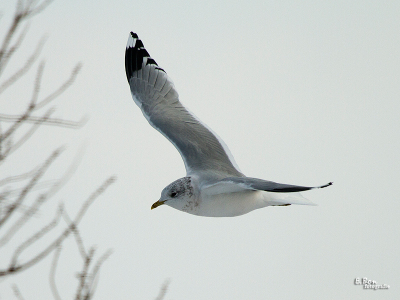 Boven de polder om en nabij de Drecht. Wie weet welke soort dit is?