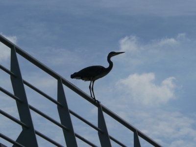 De eerste van de brug af duikende Blauwe reiger??