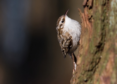 Eindelijk een (in mijn ogen) goed scherpe opname
van de boomkruiper.
Tsjonge wat zijn het een bewegelijke beestjes,
geen seconde zitten ze stil!
Was daarom erg blij met deze foto!