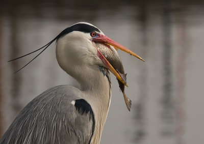 Deze reiger had veel moeite met de vis, uiteindelijk toch naar binnen gewerkt.
Aan de waterkant gemaakt.