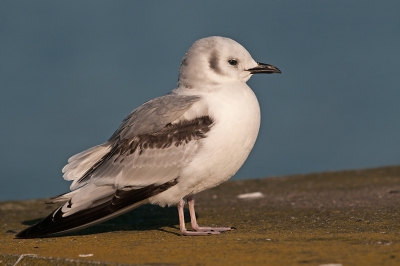 Ik was met een paarsestrandloper bezig toen deze drieteenmeeuw voor mij verscheen.
Ik heb een leuke serie gemaakt.
GR Arie griffioen.