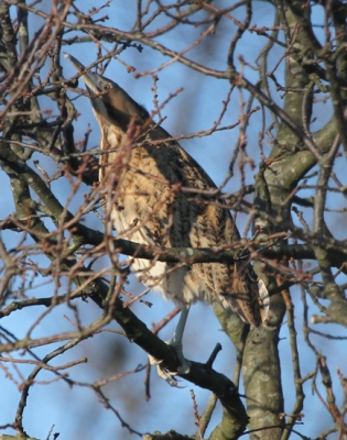 Tijdens een wandeling door de duinen in Meijendel zag ik in de verte deze Roerdomp hoog in de boom zitten. Aangezien ik nog nooit een Roerdomp had gezien dacht ik eerst dat het een buizerd was tot ik inzoomde. Thuis las ik op internet dat de Roerdomp deze paalhouding aanneemt om niet op te vallen tussen het riet. De Roerdomp had waarschijnlijk geen zin in koude voeten op het ijs en deed zich in de boom voor als een paar takken.