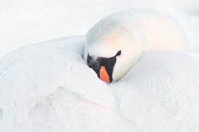 Ik kwam deze zwaan afgelopen week tegen op het ijs. Ik vond het met de witte achtergrond van de sneeuw een mooi geheel vormen. Close genomen om een intiem beeld te creren en om storende elementen te ontwijken.