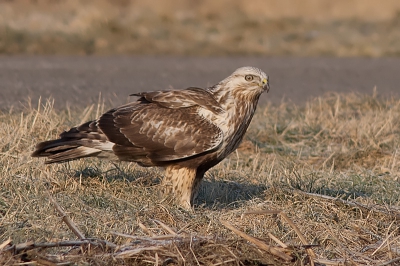 Deze ruigpootbuizerd ging niet ver van de auto zitten, aan de kant van de weg. Vanuit de auto genomen. Helaas kon ik daarna niet meer wegrijden, omdat de accu weigerde. En daar sta je dan in de middle of nowhere, 's morgens met die ijskoude wind.