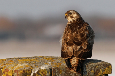 Vanmiddag even de polder in. Deze buizerd liet zich redelijk dicht benaderen. Vanuit de auto gemaakt. Hij keek de hele tijd de andere kant op, maar toen hij een keer over de linkerschouder keek kreeg ik mooi het licht in het oog.