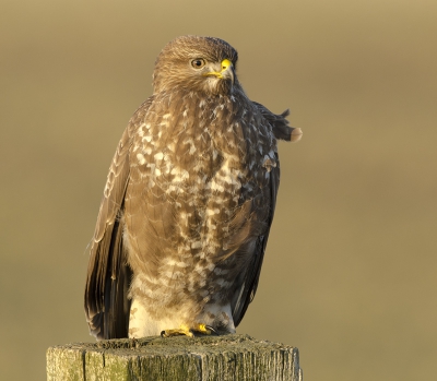 Helaas weinig tijd om op pad te gaan of op birdpix te kijken, kon het niet laten om vanmiddag een uur eerder weekend te vieren. bij het haaksbergerveen mijn vriend de buizerd weer kunnen fotograferen, mijn weekend begint weer goed !