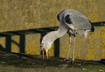 Deze Blauwe Reiger stond moeizaam te worstelen met een kanjer van een rat om hem naar binnen te krijgen. Uiteindelijk lukte het!
Vanuit de auto op rijstzak.