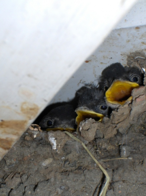 En van de eerste foto's die ik nam met ons nieuw digitaal cameraatje. De drieling in beeld vormt het eerste nest grootgebracht deze zomer door het huiszwaluwenpaartje dat woont naast het raam van onze slaapkamer.
