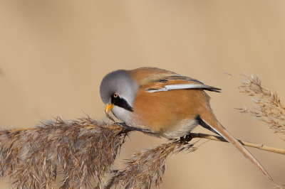 Met de best wel harde wind lieten de Baardmannen zich haast niet zien. Een enkeling waagde het er toch op en zag ik kans een foto te maken. In dit gebied ben ik nog nooit zoveel fotografen tegengekomen.