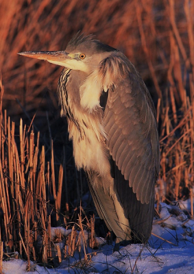 op deze ijskoude dag, toen de zon aan het dalen was, stond deze reiger als ijskoude vogel te wachten: op bevroren kikkertjes ofzo? Gelukkig werd ik er wel warm van.