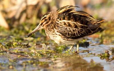 WAUW! Ik had ze nog nooit gezien! Watersnippen wel, maar dat ze zo klein waren had ik niet gedacht! Geweldig mooie vogeltjes! Hij was al aanwezig toen wij er zaten en wel vlak voor mijn voeten! Toen de rust terug keerde kwam hij uit de dekking en begon hij te foerageren! Ben er zr blij mee!