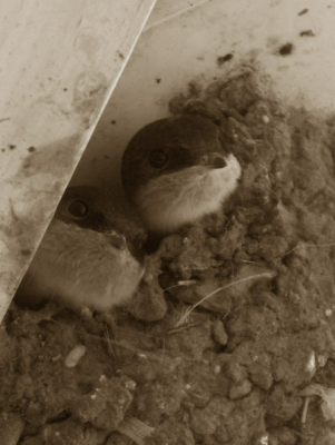 Entje in sepia. Intussen is ook het tweede nest jongen uitgevlogen, eerst kwamen ze nog in het nest slapen en werden ze er nog gevoed, maar nu blijft het al een paar dagen stil in en om het nest.