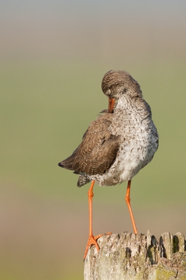 De tureluur is zijn verenkleed aan het poetsen in het ochtendlicht in polder Arkemheen.