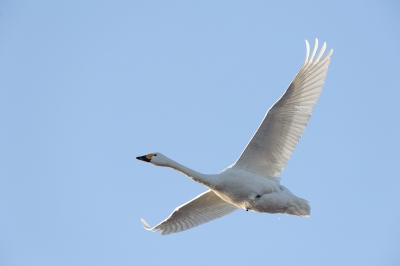 Vanmorgen speciaal vroeg opgestaan om de Kleine Zwaan in levende lijve te zien en te horen.
Prachtig geluid maken ze en schitterend om te zien!
Op een gegeven moment vliegen ze op om te foerageren en dan is het helemaal spektakel.
Deze was net op de vleugels gegaan, je ziet nog net een druppeltje vallen.
Ik heb genoten!