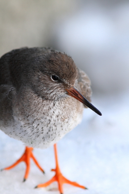 Hier een foto van dezelfde Tureluur, de poot staat er niet helemaal op vandaar dat ik hem eerst niet bp zette. Maar hier heeft de tureluur iets meer ruimte, dus ik ben benieuwd wat jullie van deze foto vinden...