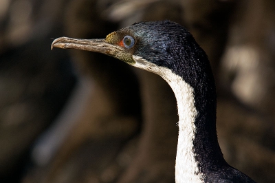 One rarely gets this close to birds, but these seem to be quite fearless.