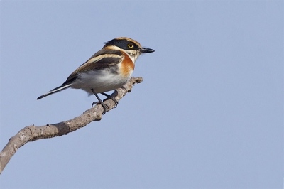 En dit is dan het vrouwtje, ze zaten altijd hoog in de bomen.