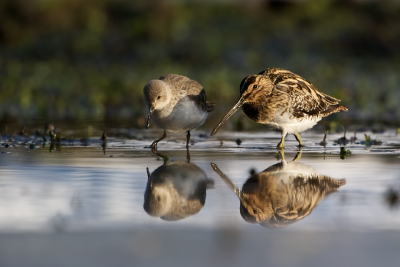 "Moeder en kind"? vroeg iemand mij toen hij deze foto zag. Zou zo maar kunnen.. Maar nee dus, een Watersnip en een Bontje - ik had ze nog nooit zo gezellig naast elkaar zien staan en vond het wel een foto waard.  Maar gekozen voor de Watersnip als invoersoort...