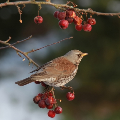 Eindelijk de kramsvogel. Genomen vanuit zolderraam. Door de kou zijn de malusappeltjes ook interessant voor de schuwere kramsvogel en koperwiek die zich, naast de veelvuldige merels, ook een enkele keer wagen in de tuin. De boom was binnen een weekje geheel ontdaan van appeltjes.