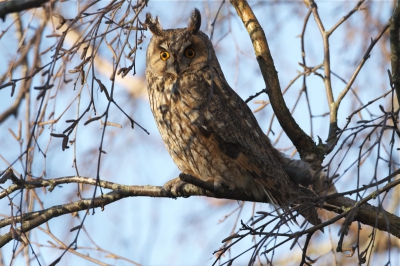 Valt niet mee een ransuil vrij van takjes te fotograferen,leuk te zien wat het licht doet met de pupillen van de uil.