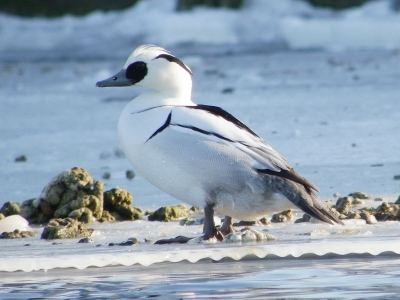 ben ik lekker aan het schaatsen zie ik een wak met allemaal eenden. dus even kijken. wat zie ik nou een nonnetje. grote crop. hoop dat die er op komt.