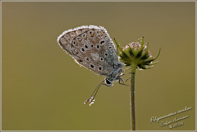 tja, dit is dan wel bidpix.nl, maar blijkbaar kan je hier ook vlinderkes posten :-))   
straks mezelf wel eens ff voorstellen, want ik ben van plan om niet bij vlinderkes te blijven ;-)