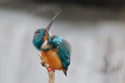 Ik wilde proberen vast te leggen hoe snel de IJsvogel is in al z'n bewegingen en dit is n van de plaatjes die dat wel aardig laat zien vind ik...