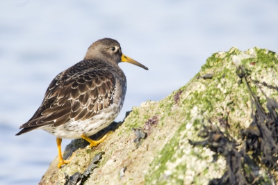 Ik lag te wachten op een zeehond toen ineens deze Paarse Strandloper precies voor mij langs kwam lopen.