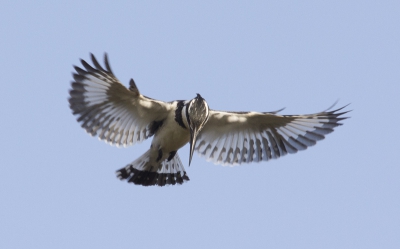 Deze ijsvogel ging schuin boven ons biddend jagen. In combinatie met een strakblauwe lucht. Hierdoor geen nabewerking nodig, alleen een behoorlijke crop door de afstand.