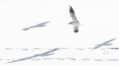 foto 1 van 3
Schizofrene Kokmeeuw

drieluikje van sneeuw en ijs en zo abstract/grafisch mogelijke beelden.