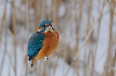 Ik kon eindelijk eens de IJsvogel redelijk dichtbij in het riet fotograferen. Weer eens wat anders dan de bekende takken. Deze houding vind ik wel leuk zo.