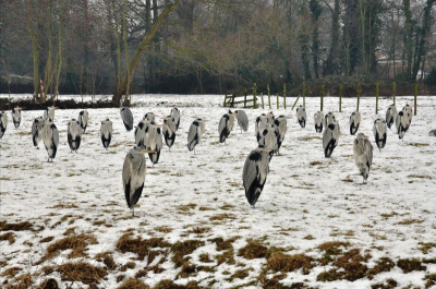 Toen ik werd gebeld en de tip kreeg dat er in een weiland meer dan 50 reigers bijeen stonden geloofde ik het eerst niet. Toch maar even de auto in gesprongen om te gaan kijken en het bleek echt waar te zijn. Nog nooit zo'n reiger invasie bij elkaar gezien. Het leek haast of ze massaal aan het staken waren...