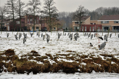 Nog een foto van de reiger invasie, ditmaal vanuit een iets andere hoek. Tussen alle reigers liep 1 vreemde 'eend' in de vorm van een Ooievaar die als dirigent voor de hele groep stond.