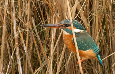 Deze IJsvogel foerageerde vanuit het riet. Wilde deze foto laten zien, omdat het nu eens niet op een tak is vastgelegd. Vanuit de auto op rijstzak.