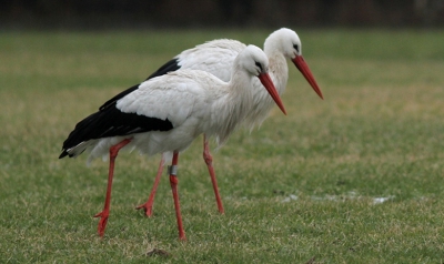 Tijdens een wandeling zag ik dit stel ooievaars heel rustig in nagenoeg gelijke tred in het weiland lopen.