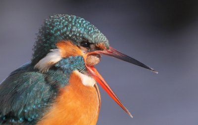 De ijsvogels waren de afgelopen weken goed te benaderen. Dit vrouwtje zat bij open water en dook menig visje op, resulterend in een braakbal.