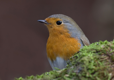 Deze roodborst kwam regelmatig even in onze tuin buurten.