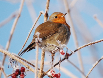 Eerst foto, achter in de tuin bij mijn pa. Dit Roodborstje zat rustig om zich heen te kijken en stoorde zich niet aan mij.