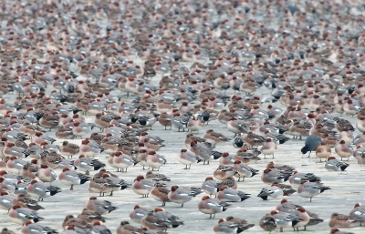 Geen Elfstedentocht, maar wel een drukte van belang op het ijs! Door ergens op te klimmen kon ik het vanaf een redelijk hoog standpunt de sociale omgeving van deze meerkoet fraai het beeld laten vullen.