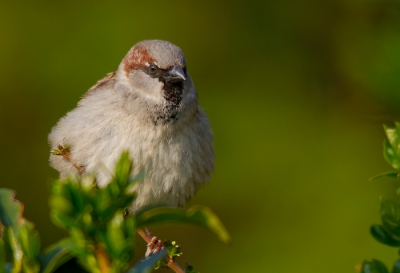 Een huismus die even lekker zijn veren uitschudt.

Deze mus was nog even aan het nagenieten van het zonnetje in de namiddag. Ondertussen werden de veren even goed uitgeschud, vandaar dat hij er lekker fluffy bij zit.