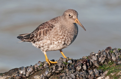 Niet veel paarse strandlopers op de pier een stuk of tien.
deze wilde wel even meewerken.
Gr Arie griffioen.