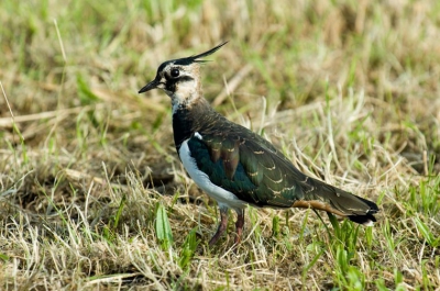 Voor birdpix de 100e kievit, voor mij de eerste.
Deze fotografeerd in de Zeevang in het gebied van 
Staatsbosbeheer.
